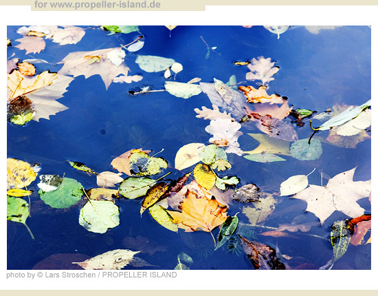 My Berlin Photos Berlin is GREEN autumn leaves